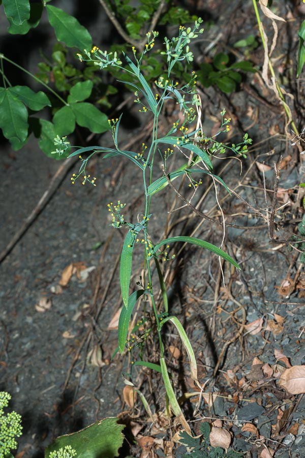 Bupleurum praealtum / Bupleuro lino-selvatico